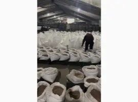 Зображення для оголошення Повітряна бульба часнику