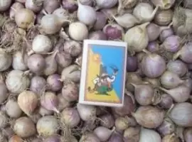 Зображення для оголошення Продаж насінневий матеріал озимого часнику ( однозубка) сорт Дюшес