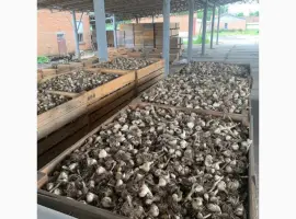 Зображення для оголошення Продаж часнику