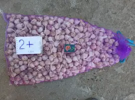 Продам часник Любаша 1 репродукція