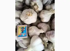 Продаємо свіжий озимий часник Любаша