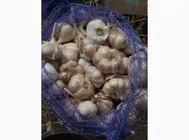 Зображення для оголошення Продам озимий часник оптом