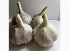 Продам часник сорт любаша 4+ 5+ 6