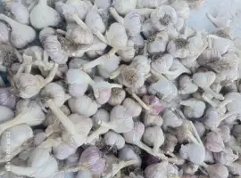 Продам часник