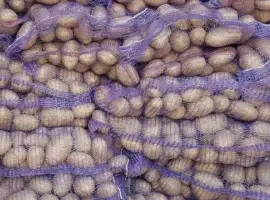 Зображення для оголошення Куплю Картоплю Дорого. Закуповуємо картоплю від населення