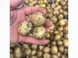 Зображення для оголошення Продам посадочный картофель