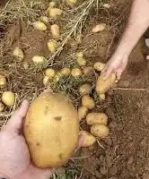 Насіннєва картопля Саншайн Вінницька область купити вигідно
