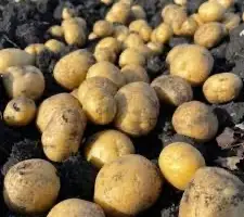 Продаж якісної насіннєвої картоплі у Львівській області: Беллароза