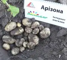 Насіннєва картопля Арізона Київська область купити якісну