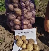 Зображення для оголошення Посадкова картопля Рів’єра Дніпропетровська область купити