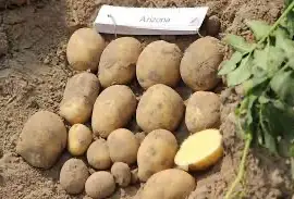 Посадкова картопля Арізона Львівська область купити з доставкою