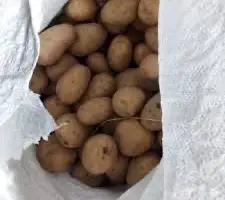 Зображення для оголошення Посадкова картопля Рів’єра Житомирська область купити вигідно