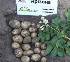 Зображення для оголошення Посадкова картопля Арізона Миколаївська область купити якісну