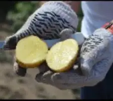 Зображення для оголошення Насіннєва картопля Арізона Черкаська область купити якісну