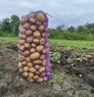 Посадкова картопля Арізона Харківська область купити для посадки