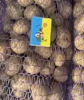 Насіннєва картопля Саншайн Одеська область купити з доставкою