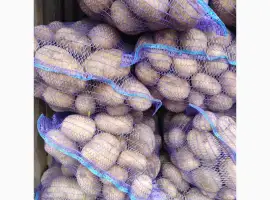Продам насіневу картоплю