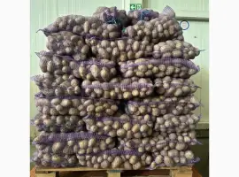 Продам картоплю сорту Арізона оптом від 10 тонн
