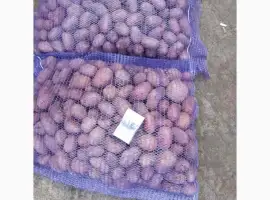 Зображення для оголошення Продам насіннєву картоплю оптом