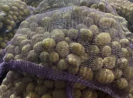 Продам насіння картоплі