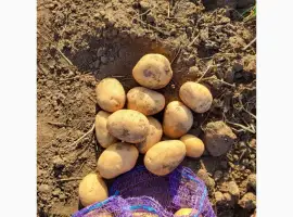 Зображення для оголошення Продам насіння картоплі сорту Арізона. 1