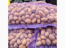Продам насіння картоплі сорт Королева Анна. Оптом від 10 тонн. Калібр 3-5