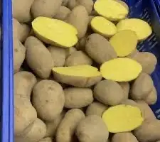 Зображення для оголошення Насіннєва картопля Королева Анна оптом
