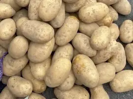 Зображення для оголошення Насіннєва картопля Королева Анна 1-2 репродукція