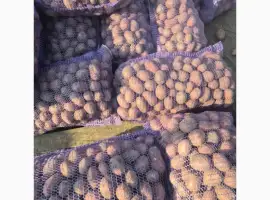 Продам семенной картофель