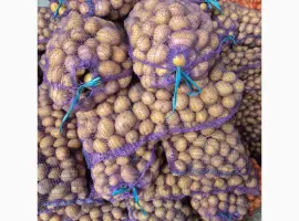 Зображення для оголошення Продам семенной картофель Аризона и Ривьера