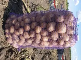 Зображення для оголошення Продам картофель