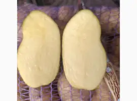 Картопля