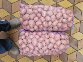 Зображення для оголошення Продам насінневу картоплю Біла роза