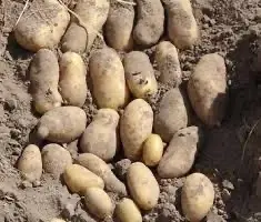 Зображення для оголошення Гранада насіннєва картопля 1-2 репродукція