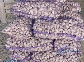 Зображення для оголошення Насіннєва картопля Гранада 1-2 репродукція