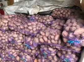 Зображення для оголошення Продам картоплю