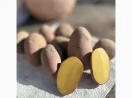 Продам картоплю