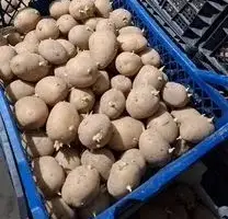Зображення для оголошення Арізона насіннєва картопля 1-2 репродукція