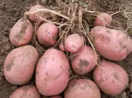 Семенной картофель Беллароза 1-2 репродукция