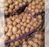 Зображення для оголошення Семенной картофель Рів’єра 1-2 репродукція