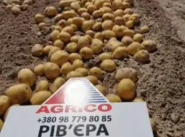 Зображення для оголошення Насіннєва картопля Рів’єра 1-2 репродукція оптом від 5 тонн