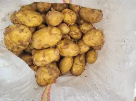 Зображення для оголошення Продам молоду картоплю