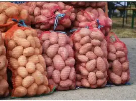Продам домашню картоплю велику. Картошка опт