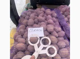 Зображення для оголошення Продам насіннєву картоплю сорту Пікасо. Крупний опт від 10 тонн. 2 репродукція