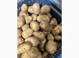 Зображення для оголошення Продам картоплю найвищої якості і тривалого зберігання. Опт.З ПДВ