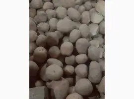 Продам картоплю посівну сорту Беллароса