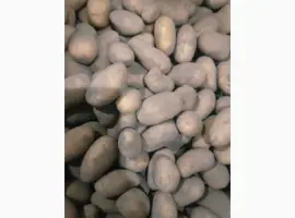 Зображення для оголошення Продам картоплю посівну сорту Гранада