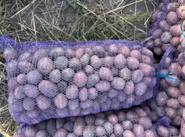 Продам посадкову картоплю