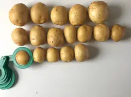 Зображення для оголошення Продам картоплі Гала партіями 24 тони від фермера