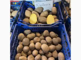Зображення для оголошення Продам Насінєву картоплю 2 Репродукції Мікадо. Сорая